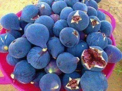 खाद्य परम्परा